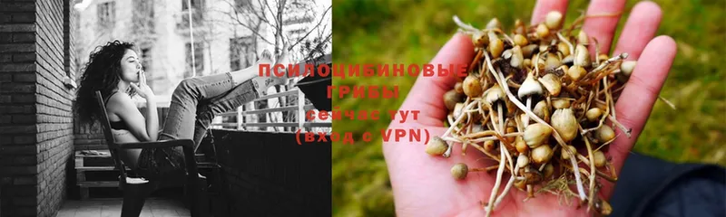 Псилоцибиновые грибы Magic Shrooms  дарк нет наркотические препараты  Энгельс 